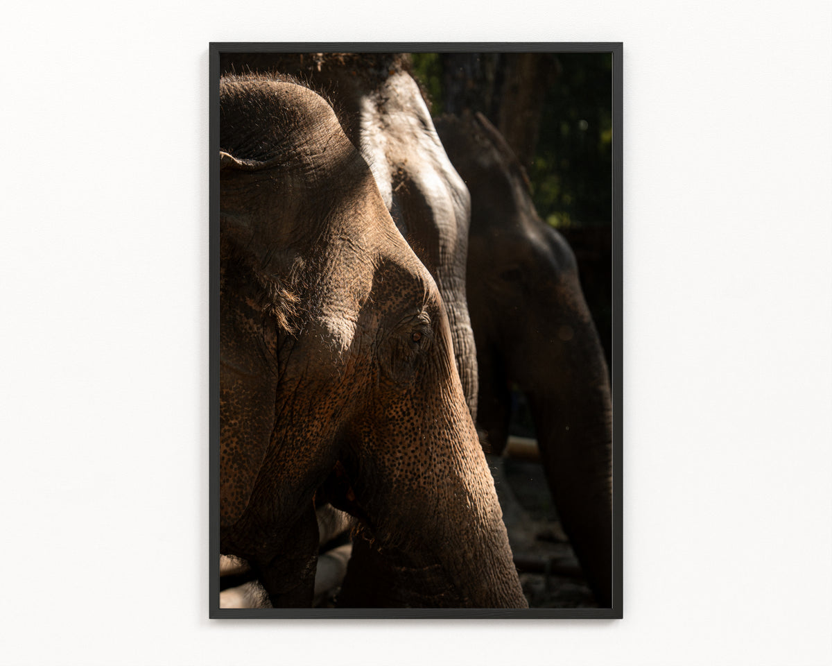 Fine art travel photography print taken in Thailand, available A4–A1 – Gentle Giants   by Out Of Frames