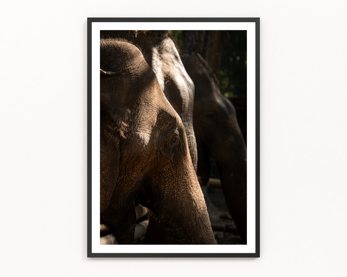 Fine art travel photography print taken in Thailand, available A4–A1 – Gentle Giants  by Out Of Frames