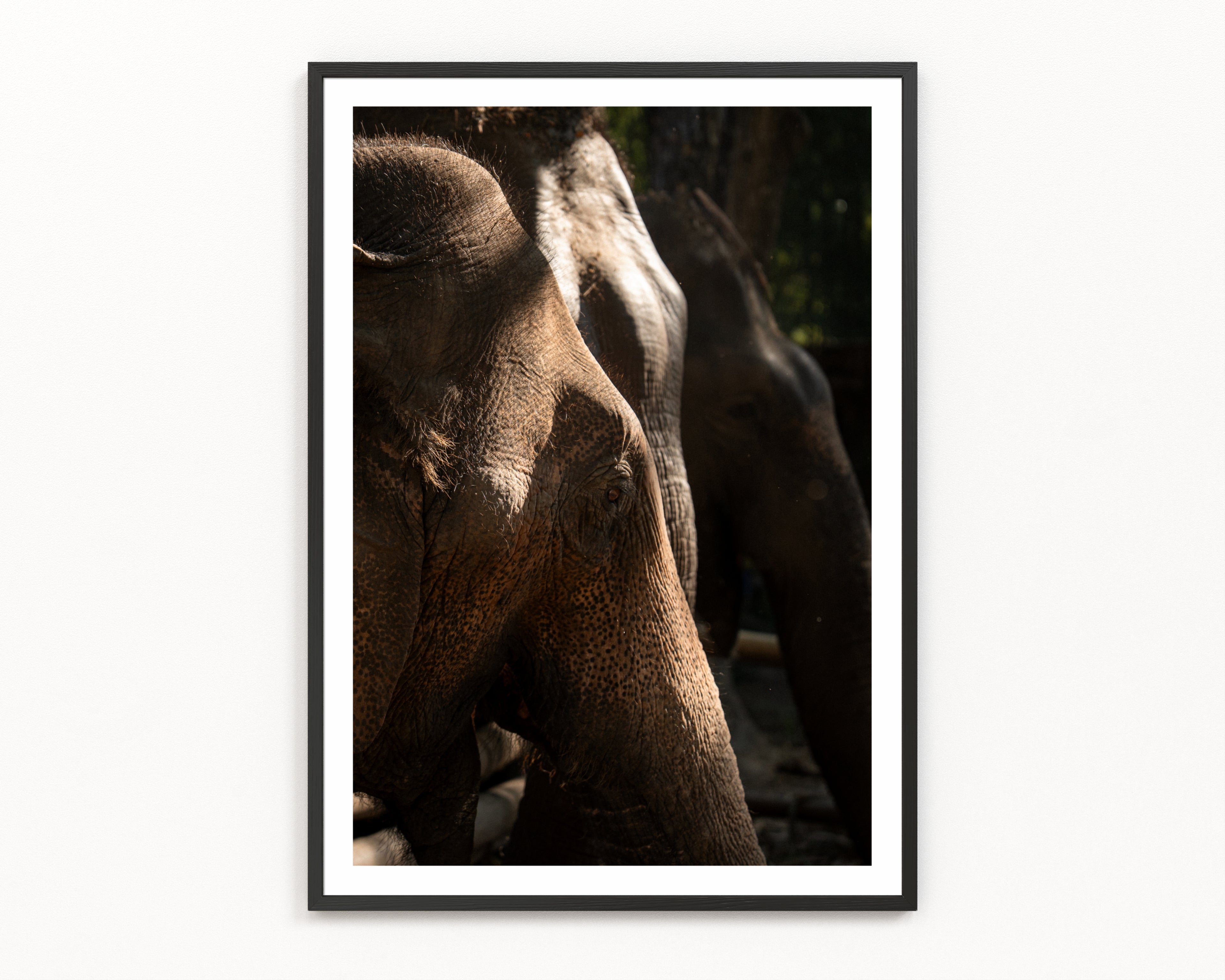 GENTLE GIANTS